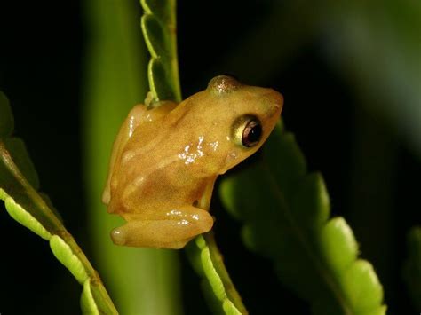  The Golden Coqui - A Colombian Folk Story About Determination and Finding Your Voice